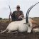 Scimitar Oryx At Agua Vida Ranch