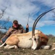 Scimitar Oryx At Agua Vida Ranch