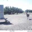 Trail Cameras at Agua Vida Ranch